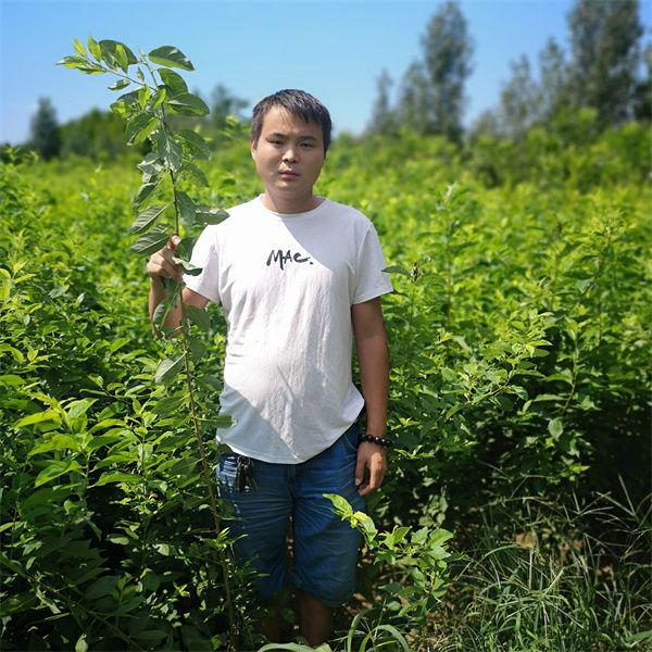 半岛体育现在合适种植的西梅品种‘艾琳娜西梅苗’品种震撼来袭(图6)