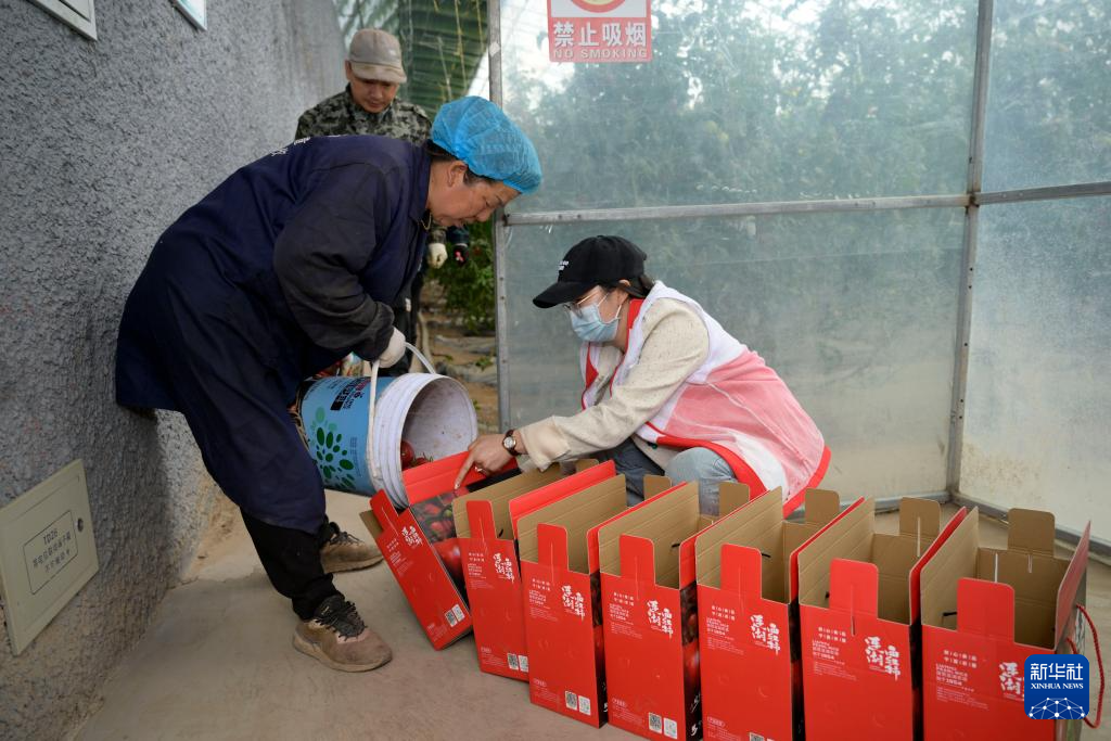 半岛(中国)体育·官方网站宁夏“网红”西红柿 红火闯市场(图2)