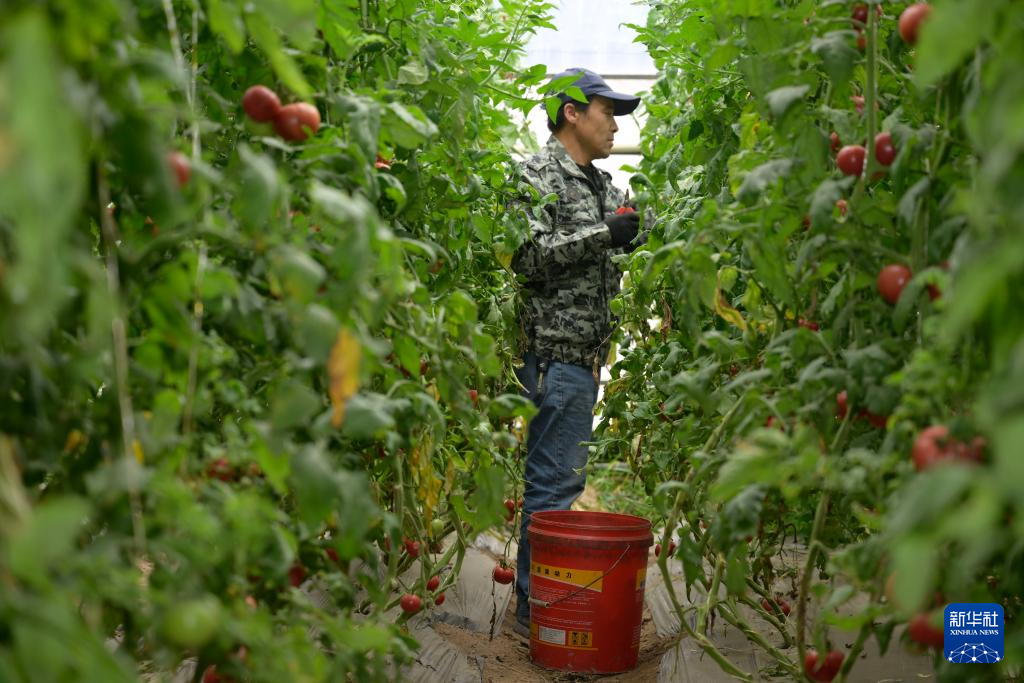 半岛(中国)体育·官方网站宁夏“网红”西红柿 红火闯市场(图3)