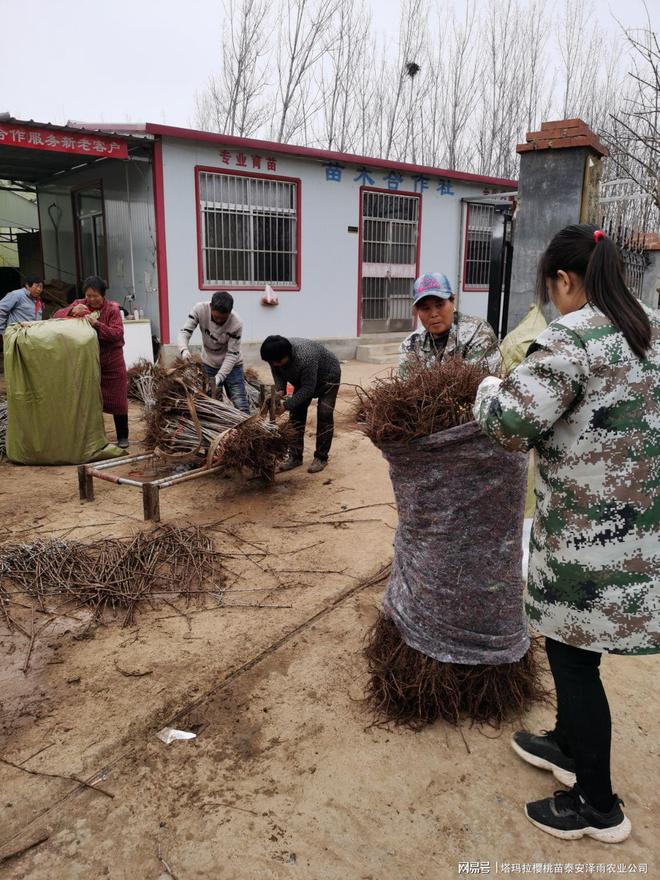 半岛体育矮化瑞德樱桃苗基地报价 吉塞拉6号砧木瑞德樱桃苗(图1)