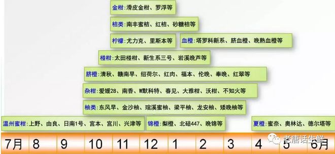 半岛体育【柑橘五张图】水果采购必须掌握的产地分布、品种区分、各品种不同产季等常识(图4)