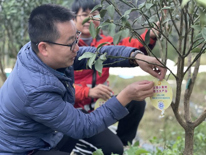 半岛体育乡村振兴丨我在浮石有棵金桔树！认领小果树 助力大产业(图1)