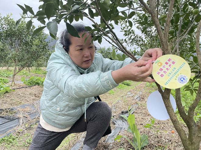 半岛体育乡村振兴丨我在浮石有棵金桔树！认领小果树 助力大产业(图2)