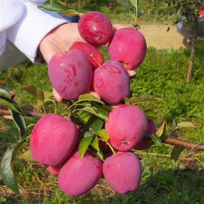 半岛体育鸡心果树苗适应在辽宁地区栽植吗？其种植表现如何(图3)