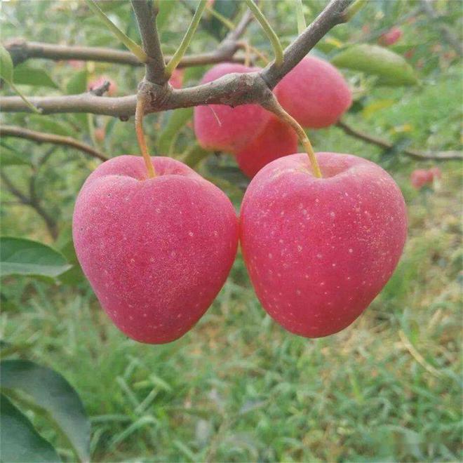 半岛体育鸡心果树苗适应在辽宁地区栽植吗？其种植表现如何(图1)