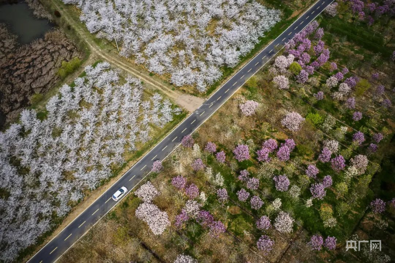 半岛体育全国苗木花卉线上交易平台冠军企业总部落户合肥肥西(图2)