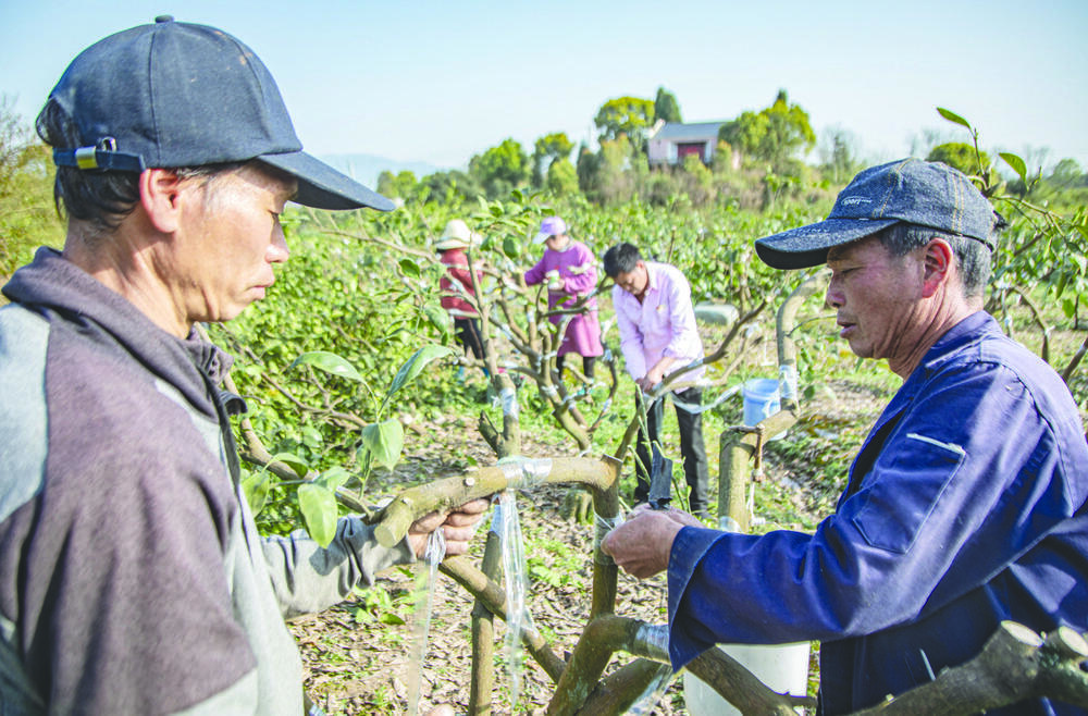 半岛(中国)体育·官方网站兰溪：柑橘树接葡萄柚 老树换新品政府给补助(图1)