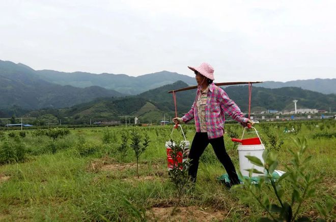 半岛(中国)体育·官方网站【关注】2021年融安金桔最新奖补政策来啦！(图6)