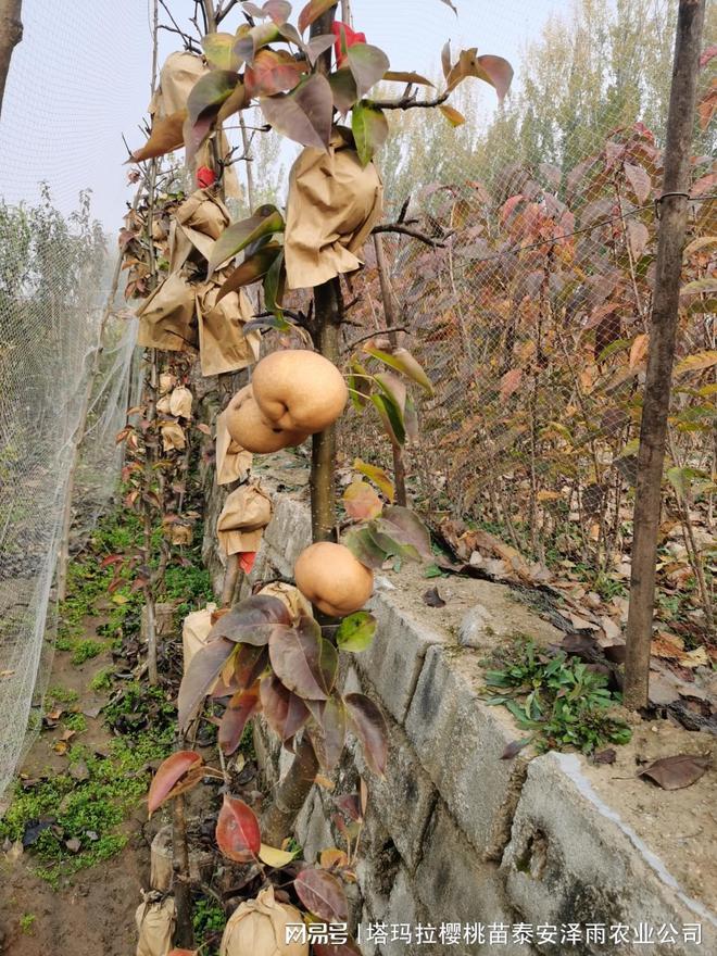 半岛体育金秋蜜梨树苗到底怎么栽植才高产 2年生金秋蜜梨苗报价(图1)