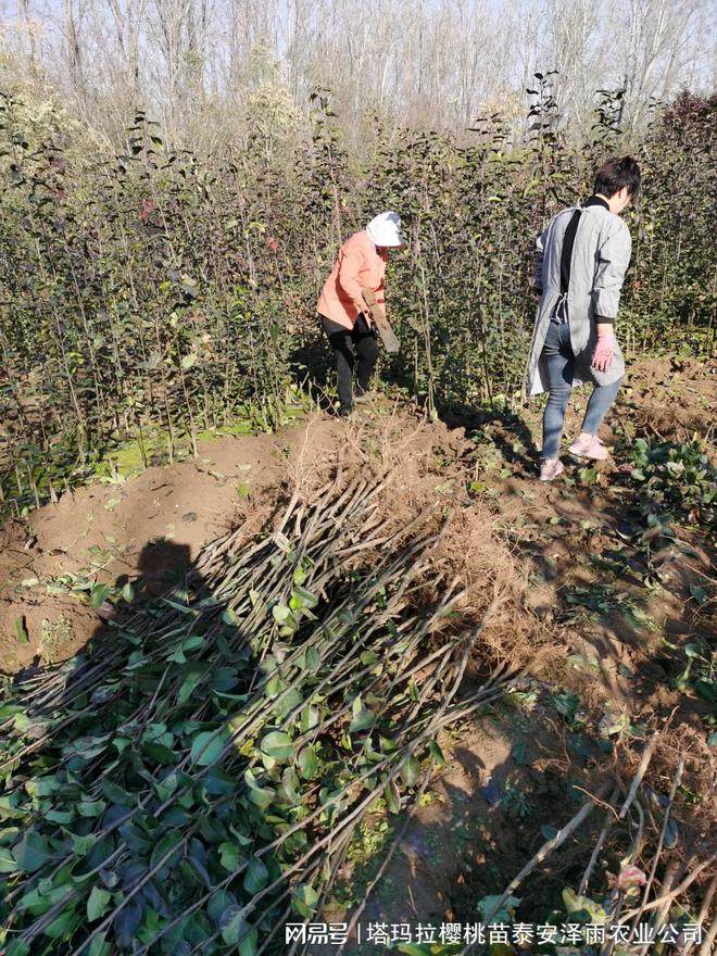 半岛体育金秋蜜梨树苗到底怎么栽植才高产 2年生金秋蜜梨苗报价(图3)