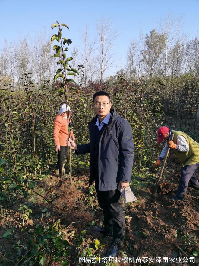 半岛体育金秋蜜梨树苗到底怎么栽植才高产 2年生金秋蜜梨苗报价(图2)