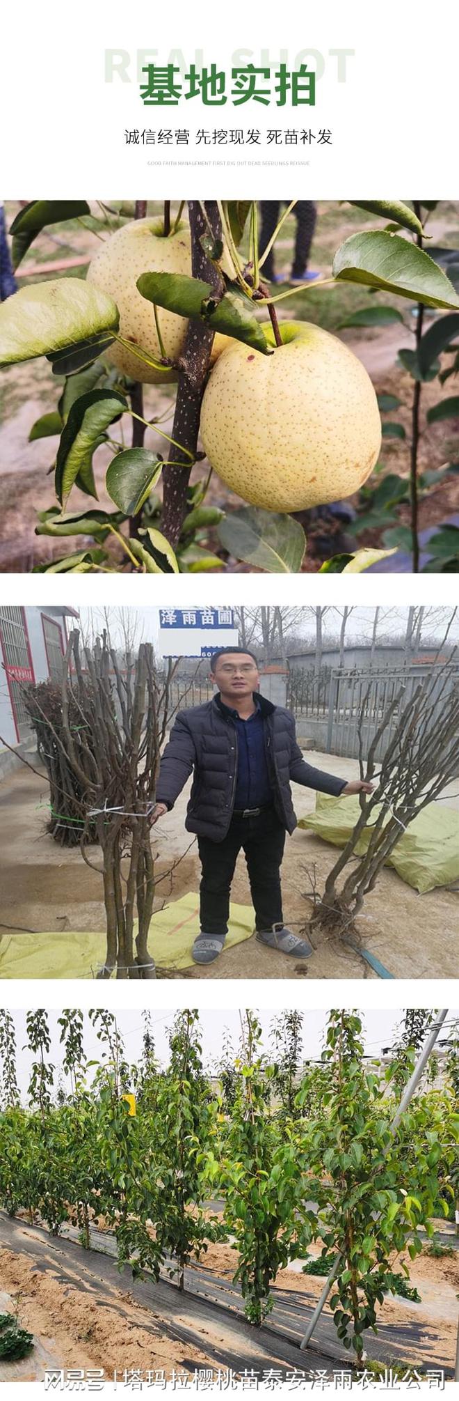 半岛体育金秋蜜梨树苗到底怎么栽植才高产 2年生金秋蜜梨苗报价(图4)