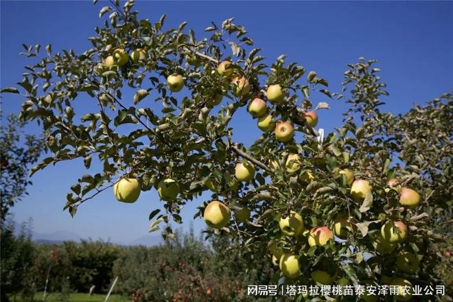 半岛(中国)体育·官方网站乔化明月苹果树苗报价 明月苹果的品种特点介绍(图2)