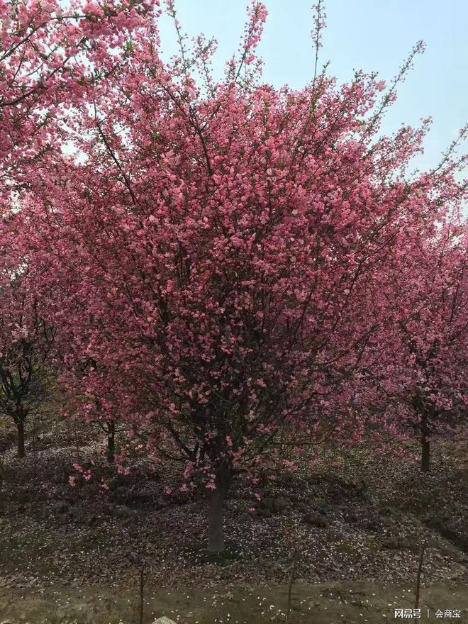 半岛(中国)体育·官方网站苗木产业未来的四大发展趋势值得思考(图4)