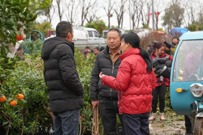 半岛体育新春走基层丨春来苗木俏 购销正当时 澧浦花木城开市火爆(图2)