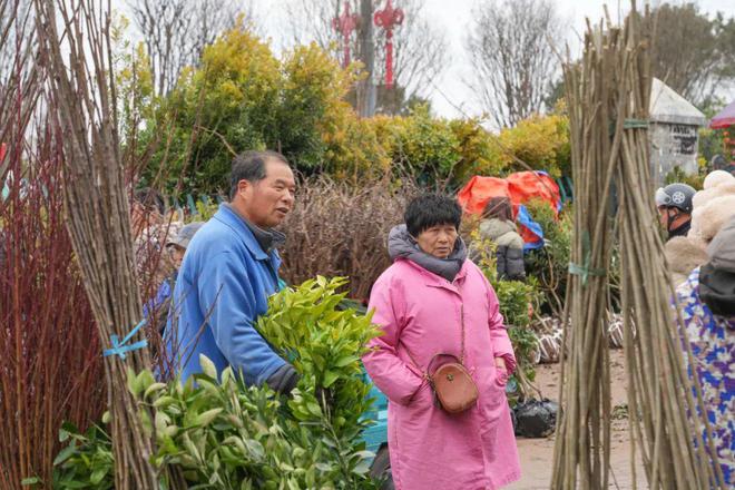 半岛体育新春走基层丨春来苗木俏 购销正当时 澧浦花木城开市火爆(图3)