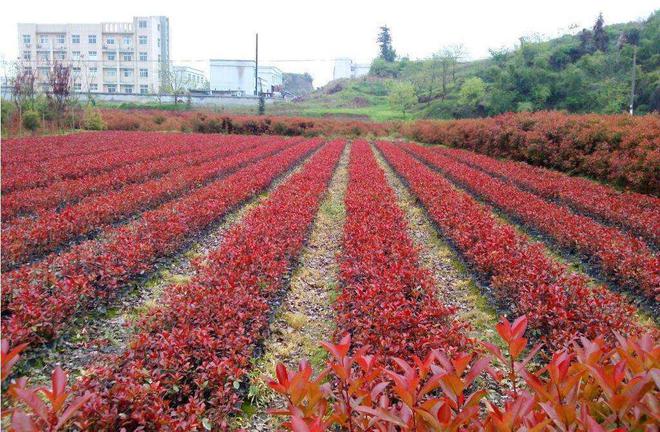 半岛(中国)体育·官方网站南方花木网：最有前景的中国苗木交易电商平台(图1)