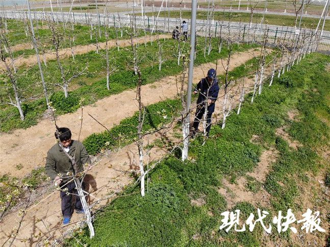 半岛体育架“天眼地网”、拍科普视频南农教授运用新科技助力春耕(图1)