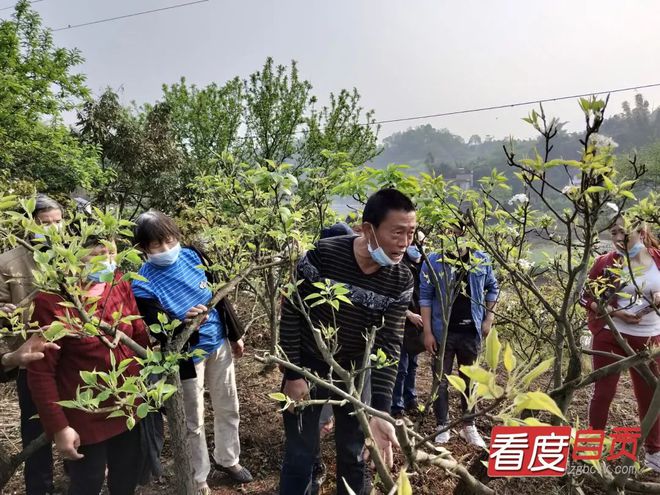 半岛体育梨树种植不要愁 专家现场传技术(图3)