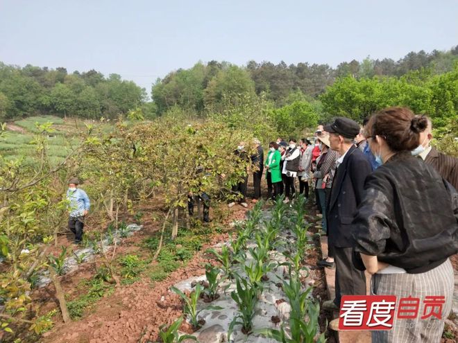 半岛体育梨树种植不要愁 专家现场传技术(图2)