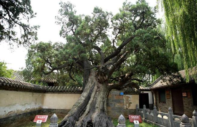 半岛(中国)体育·官方网站中国十大千年古树有的成为鸟的天堂有的却惨遭日本人砍伐(图5)