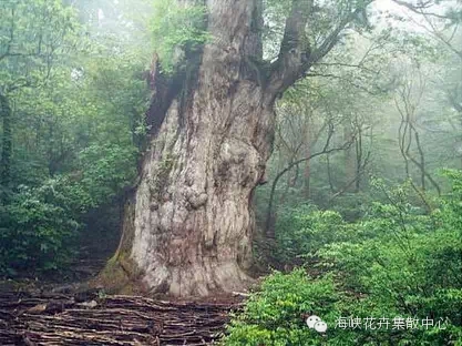 半岛(中国)体育·官方网站世界十大神树 树龄竟达5000岁(图10)