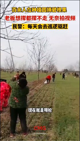 半岛体育安徽亳州百余人狂摘碧根果种植老板怎么撵都撵不走：就是明抢了(图1)