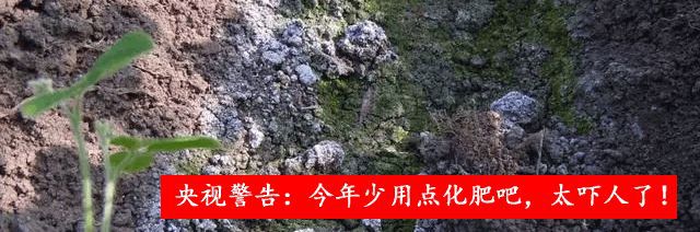 半岛(中国)体育·官方网站别犯错了！果树秋季施肥的“最佳”时间竟然是……(图1)