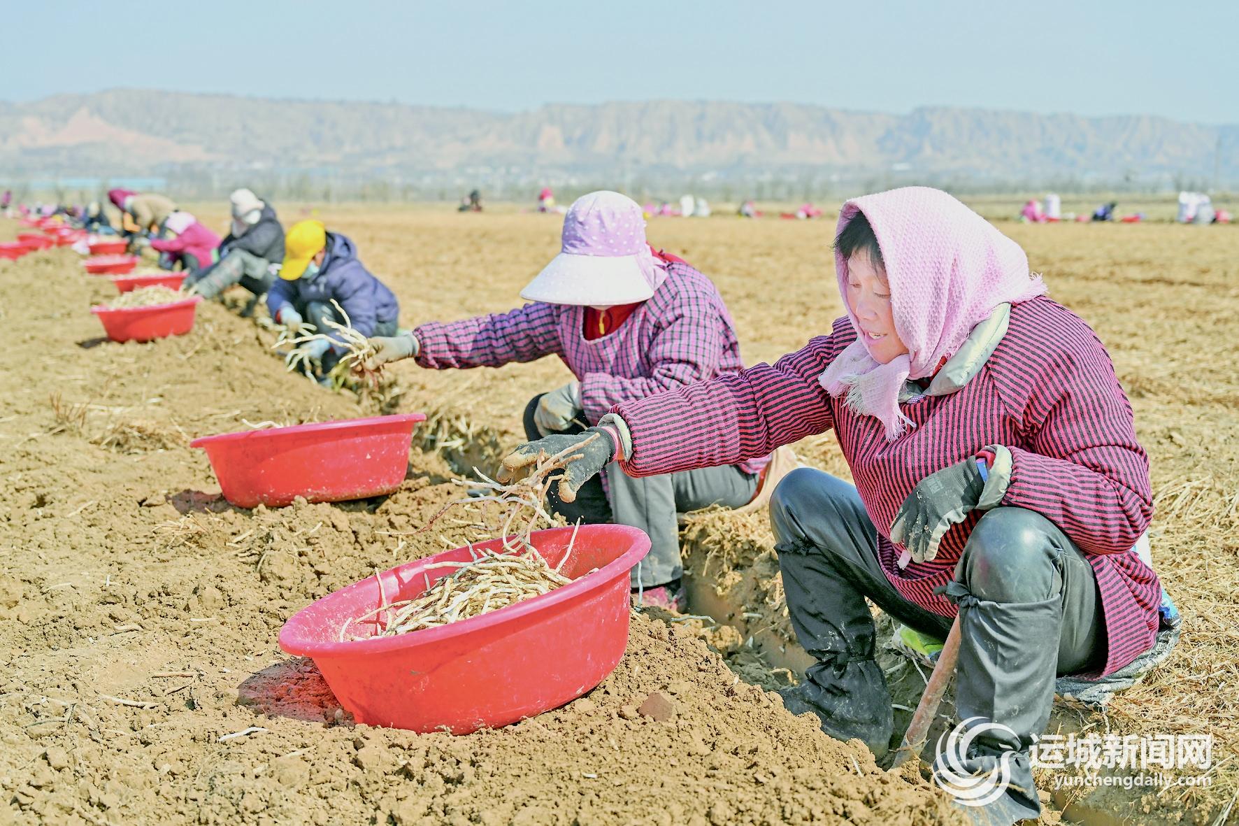 半岛体育河东大地不负农时闹春忙(图6)