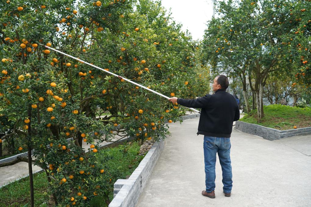 半岛(中国)体育·官方网站乡村行·看振兴丨陕西旬阳：“五棵树”长成“富裕林”(图1)