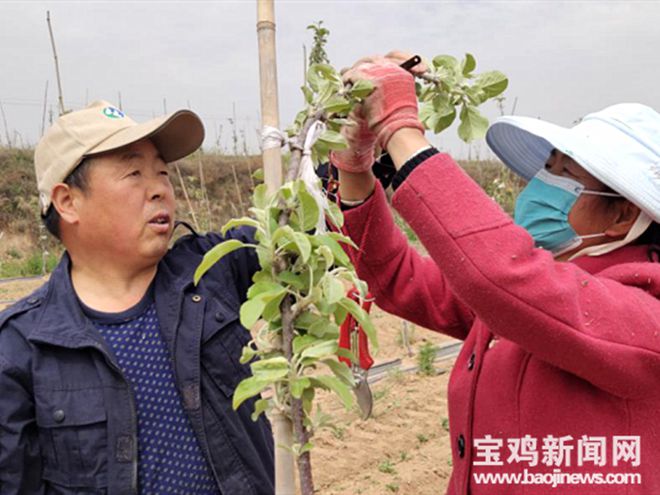 半岛(中国)体育·官方网站宝鸡麟游：就近务工稳增收 产业“造血”防返贫(图1)