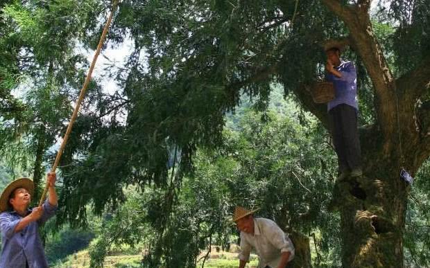 半岛(中国)体育·官方网站世界上寿命最长的果树长达500年3年一结果结果收3次(图2)