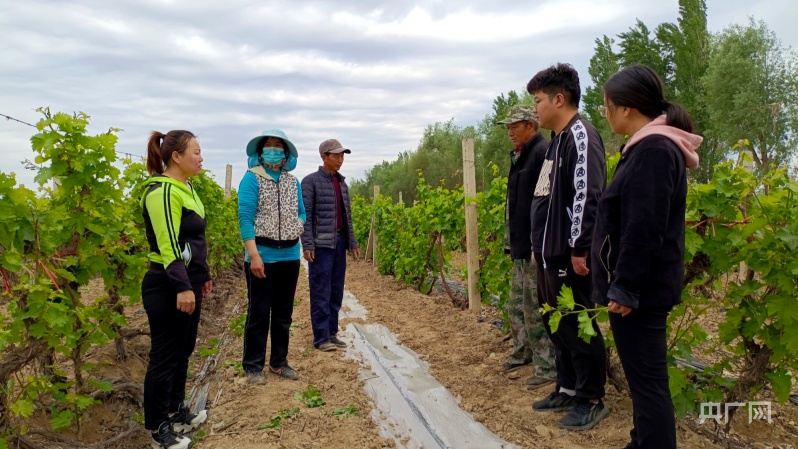 半岛(中国)体育·官方网站葡萄抹芽正当时 爱心助农显担当(图1)