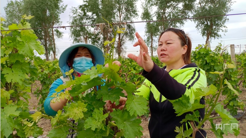 半岛(中国)体育·官方网站葡萄抹芽正当时 爱心助农显担当(图2)