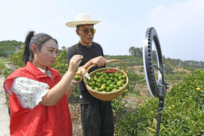 半岛(中国)体育·官方网站开吃！三都特早橘大杭州秋天的第一口鲜！(图4)