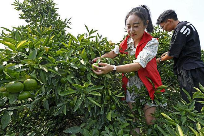 半岛(中国)体育·官方网站开吃！三都特早橘大杭州秋天的第一口鲜！(图3)