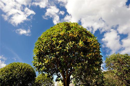 半岛体育家门前万万要种这3种植物等于旺财转运穷人家也能住富裕(图2)