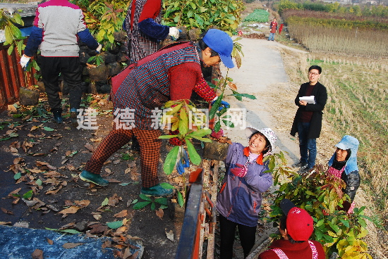 半岛体育珍贵树种苗木受青睐(图1)