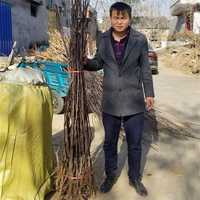 半岛体育山农酥梨树苗为何这么受市场欢迎、栽植当年可以结果的苗价格多少(图2)