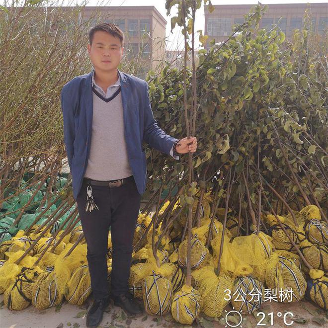 半岛体育山农酥梨树苗为何这么受市场欢迎、栽植当年可以结果的苗价格多少(图1)