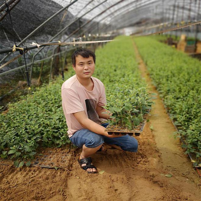 半岛(中国)体育·官方网站组培吉塞拉17号砧木苗一颗多少钱、哪里能买到正品苗木(图2)