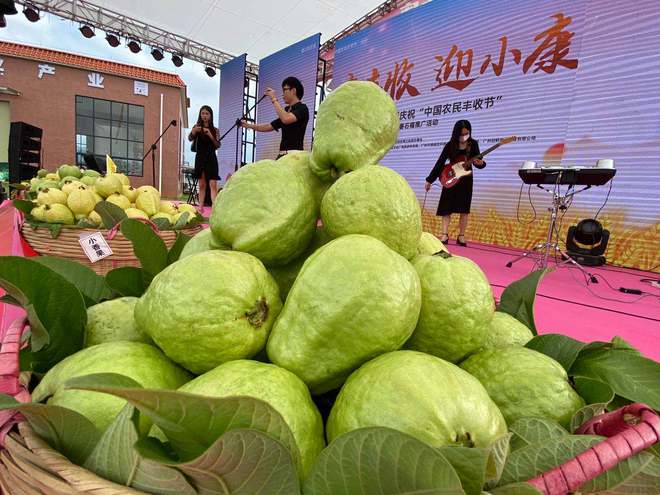 半岛体育不止有荔枝！增城上万亩“鸡屎果”找回老广的舌尖记忆(图5)