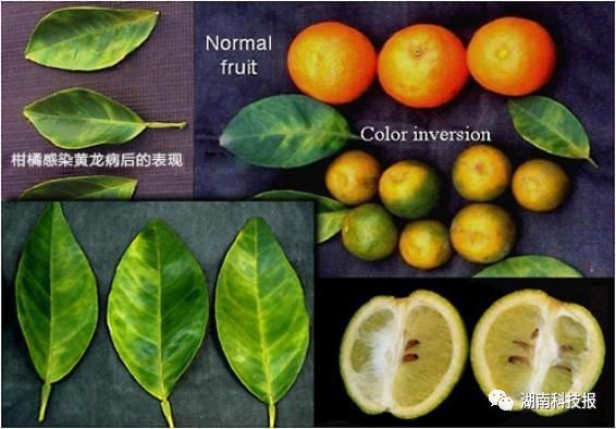 半岛体育湖南一种柑橘黄龙病防治法初显成效树叶转绿正常挂果(图2)