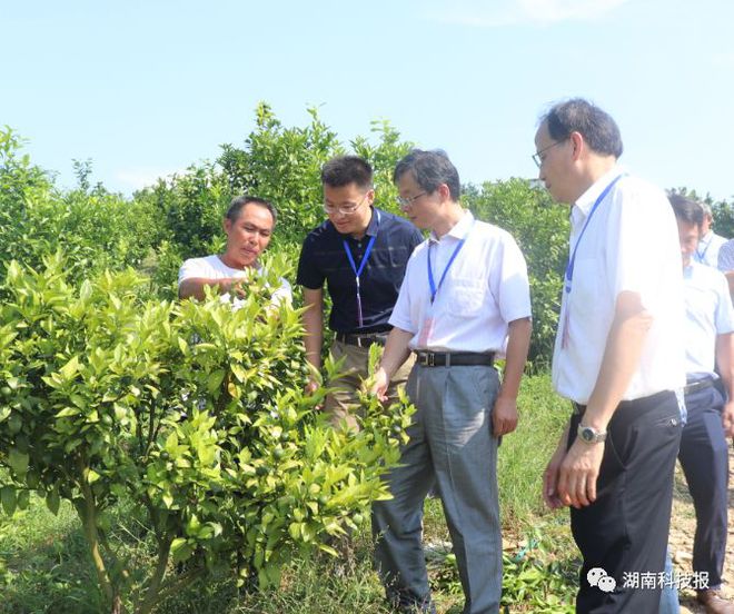 半岛体育湖南一种柑橘黄龙病防治法初显成效树叶转绿正常挂果(图4)