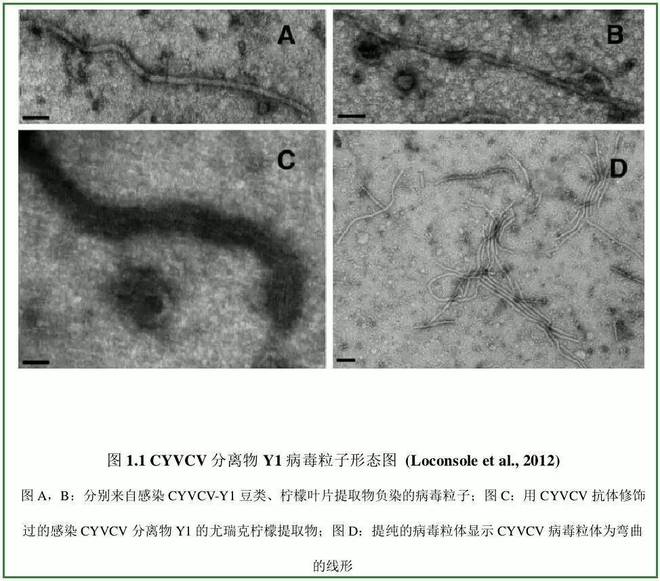 半岛(中国)体育·官方网站重磅消息：柑橘新病害之柑橘黄化脉明病(图2)