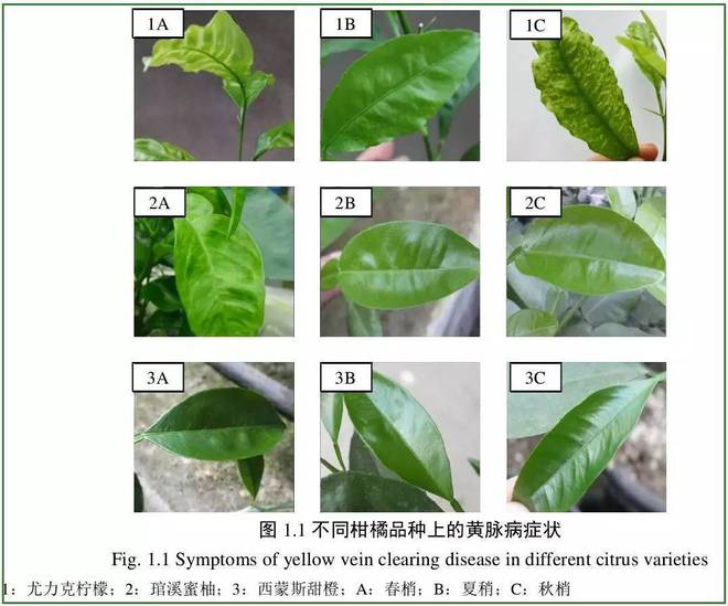 半岛(中国)体育·官方网站重磅消息：柑橘新病害之柑橘黄化脉明病(图5)