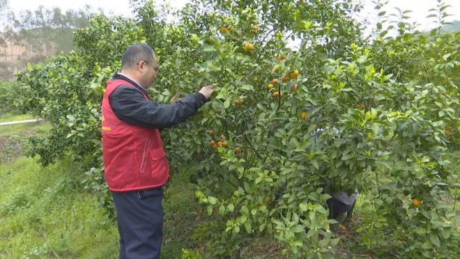 半岛体育春天来了 柑橘黄龙病需注意防控(图1)