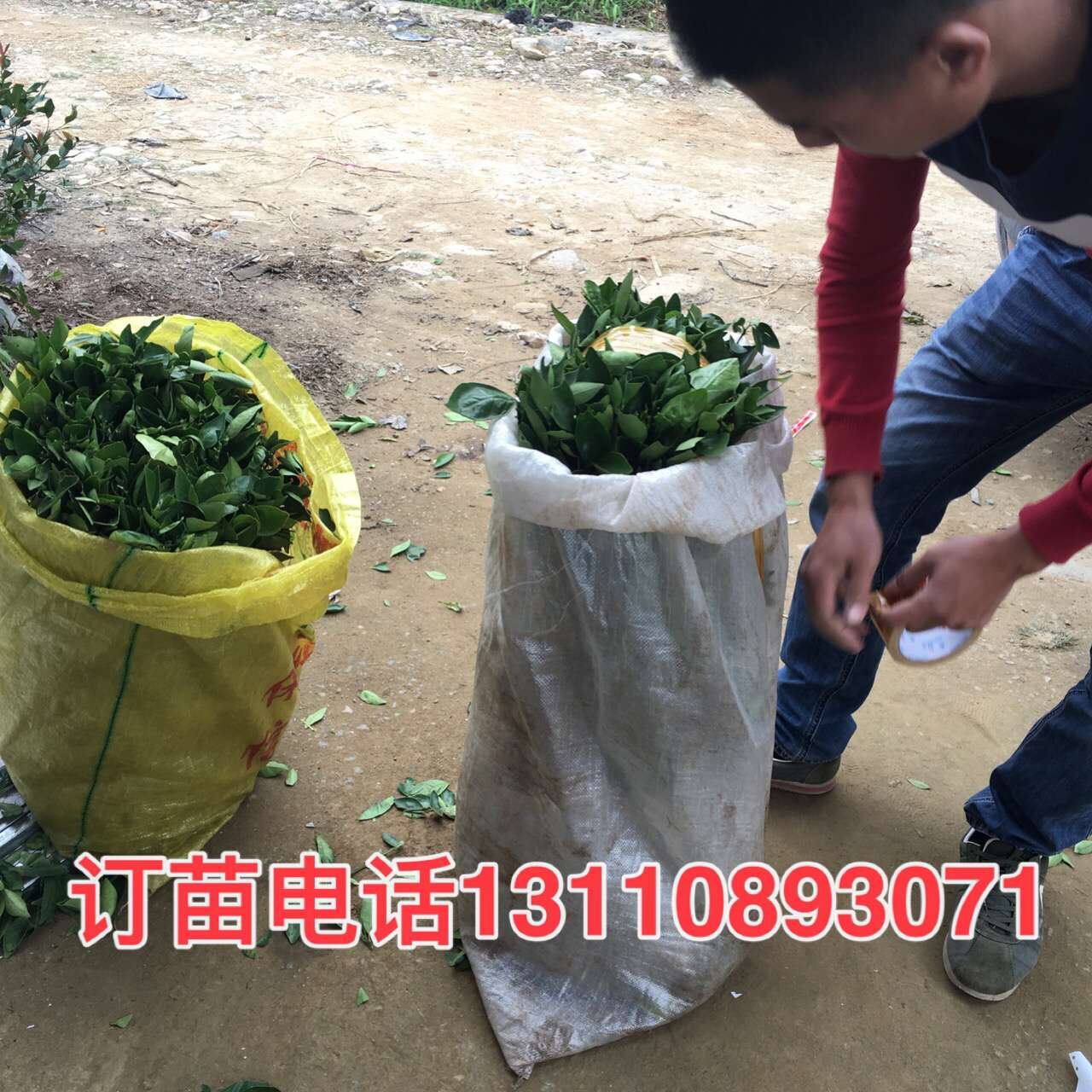 半岛(中国)体育·官方网站茂谷柑果苗厂商出售茂谷柑果苗哪家有(图2)