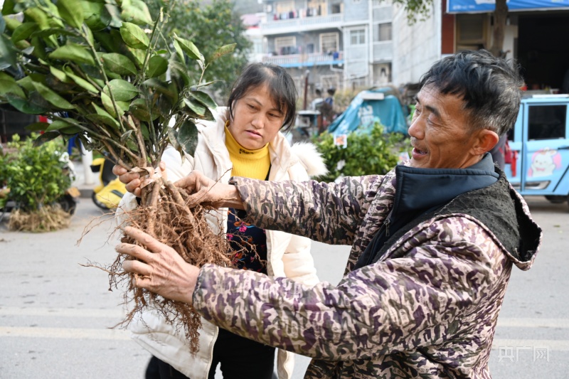 半岛(中国)体育·官方网站湖南麻阳：人勤春来早 苗木卖得“火”(图1)