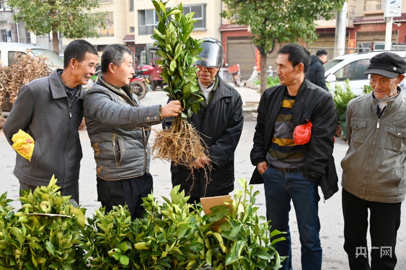 半岛(中国)体育·官方网站湖南麻阳：人勤春来早 苗木卖得“火”(图2)